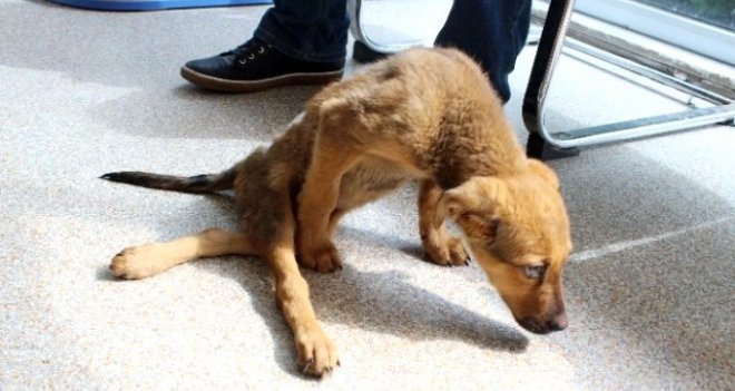 Zeyna'nın yaşam savaşı sıcak yuvaya bağlı